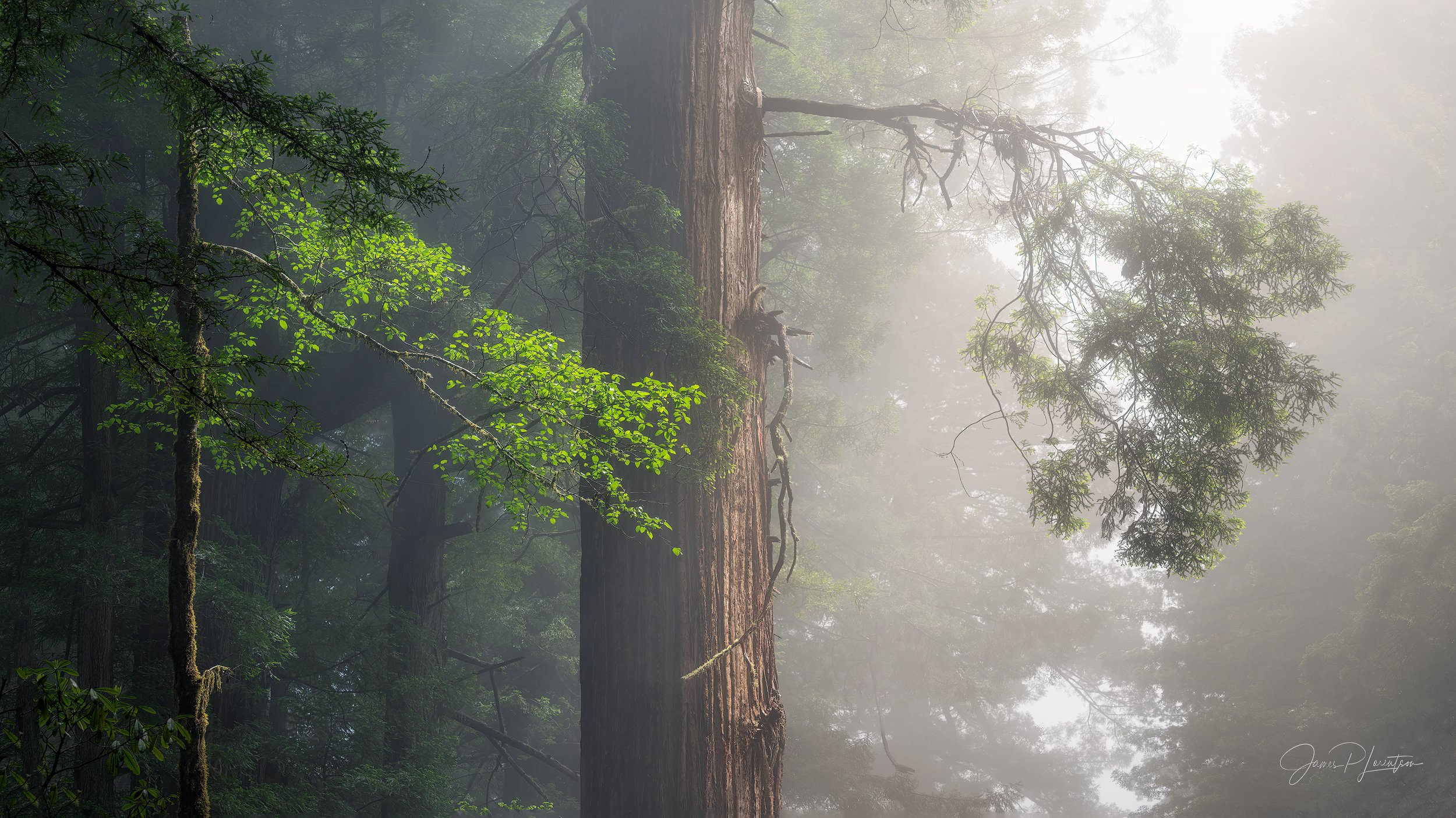 Luminous_PHO8932-Pano-sharpened.jpg