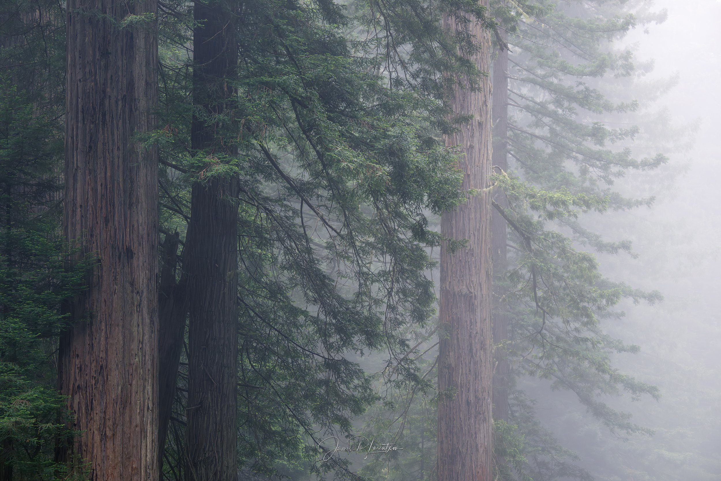 _Lost-in-a-Redwood-Dream_PHO0351-sharpened.jpg
