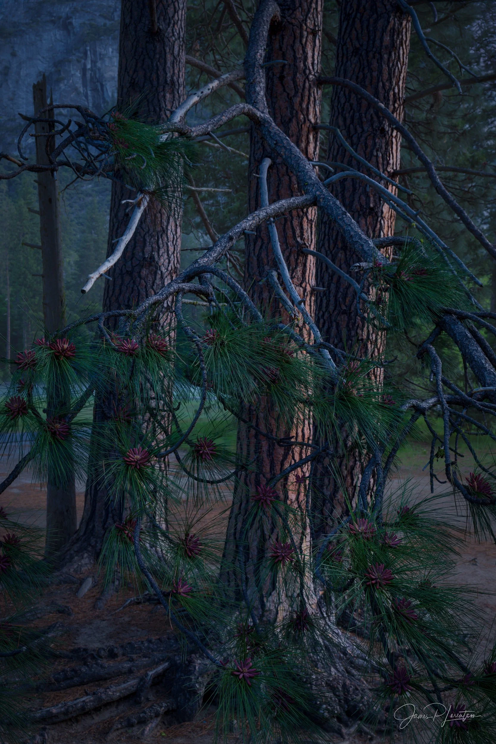 JamesL_Z8P3013-Edit.jpg