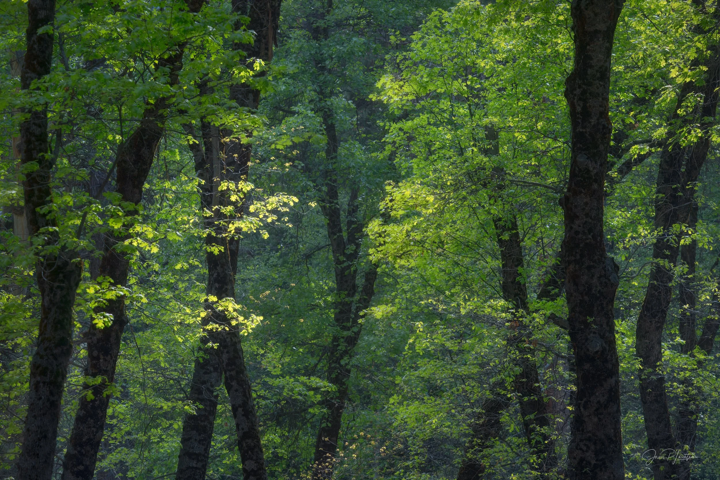 JamesL_Z8P2651-Edit.jpg