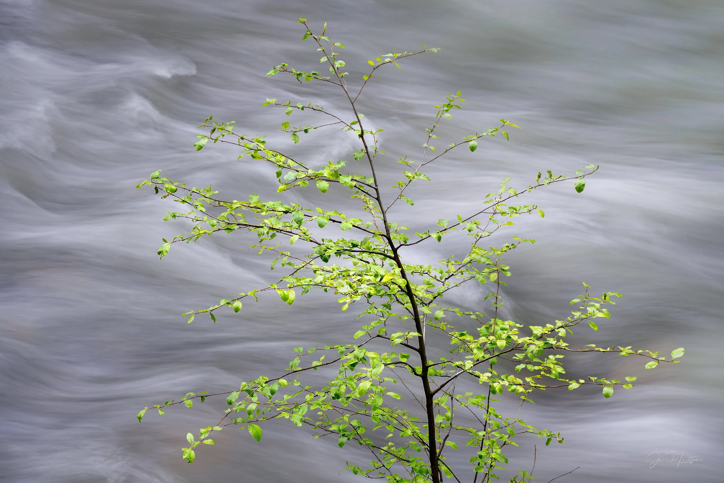 JamesL_Z8P3840-Edit_FriendoftheMerced.jpg