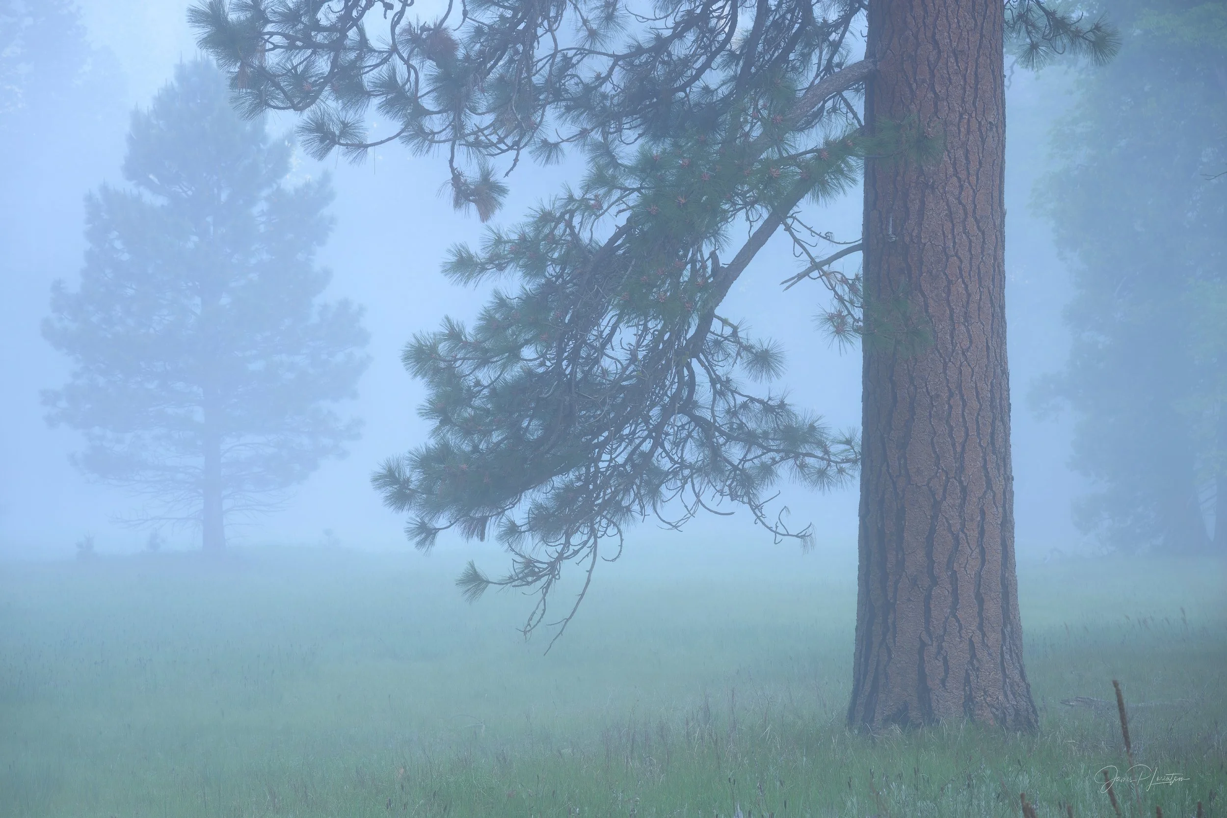 JamesL_Z8P4096-Edit_YosemitePastels.jpg