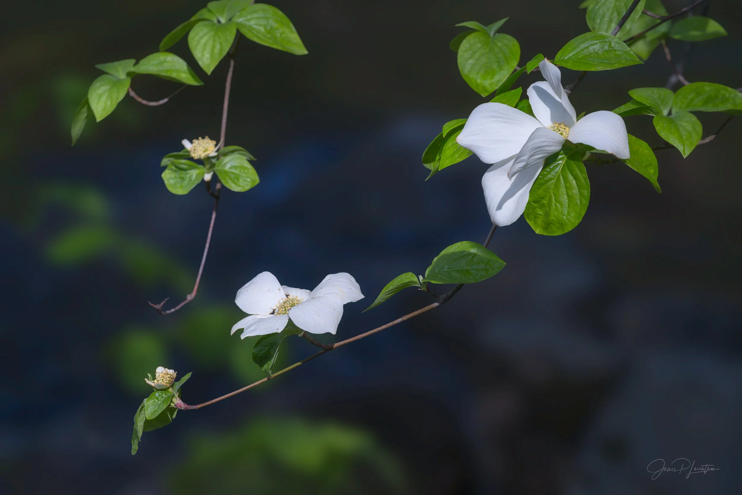 JamesL_Z8P1901-Edit_SpringDogwood3.jpg