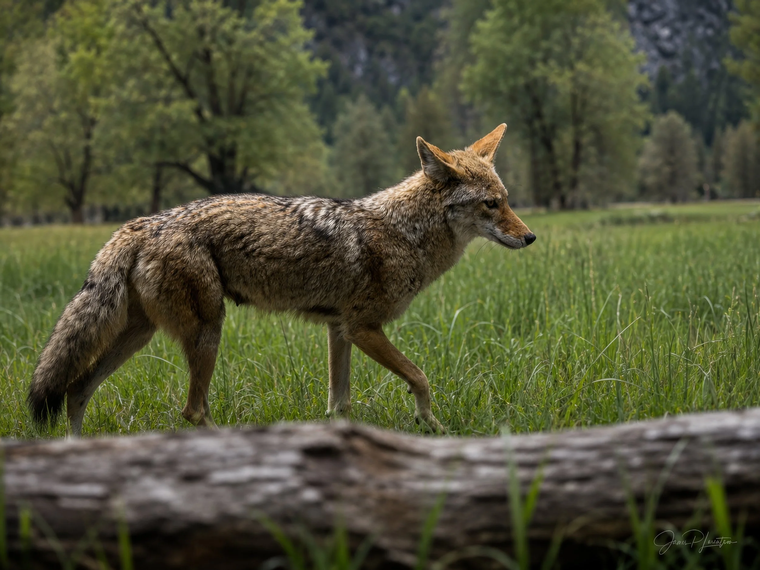 JamesL_Z8P3795-Edit_YoseCoyote.jpg