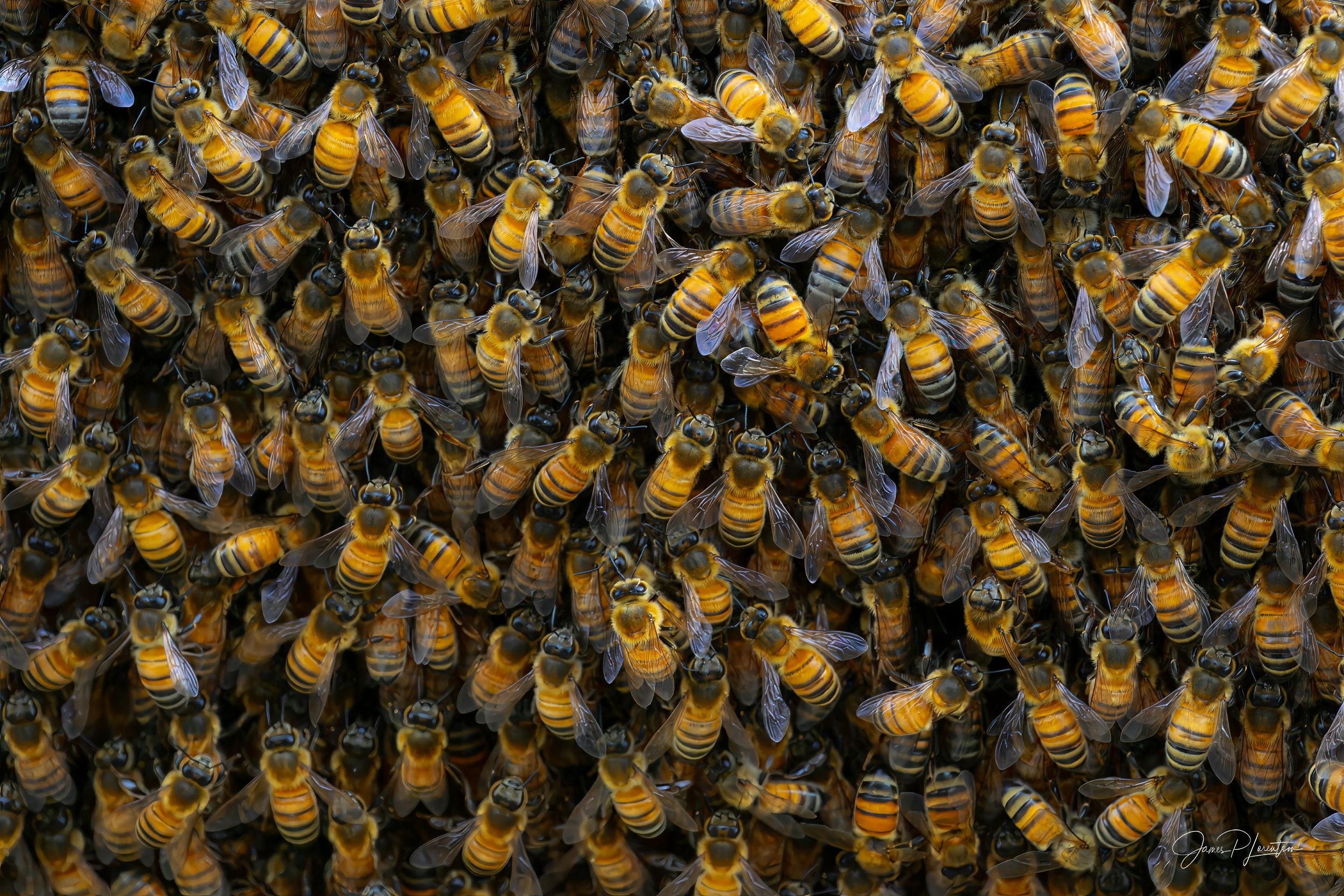 JamesL_Z8P2337_HoneyHive.jpg