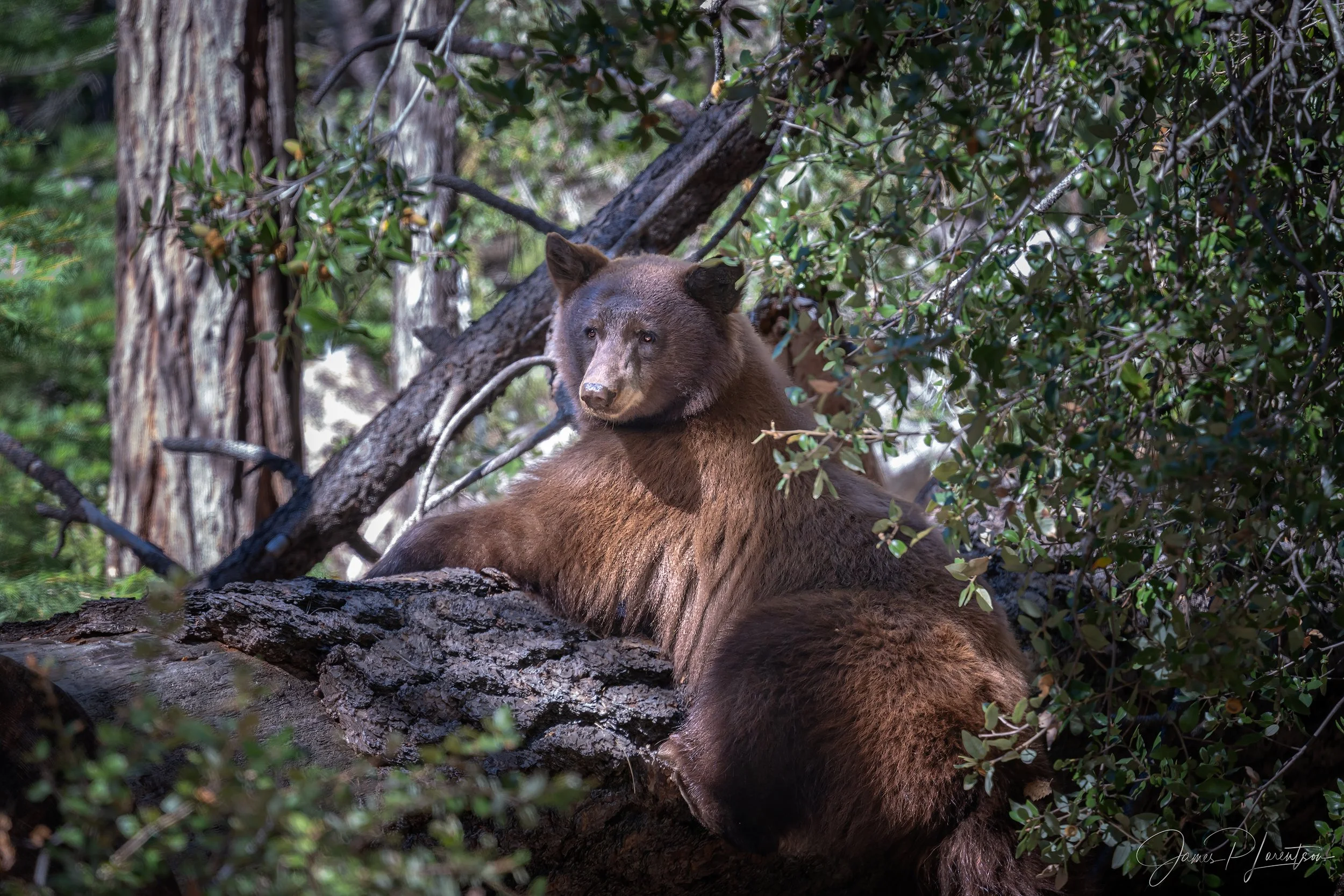 _NZ84222-Edit-sharpened.jpg