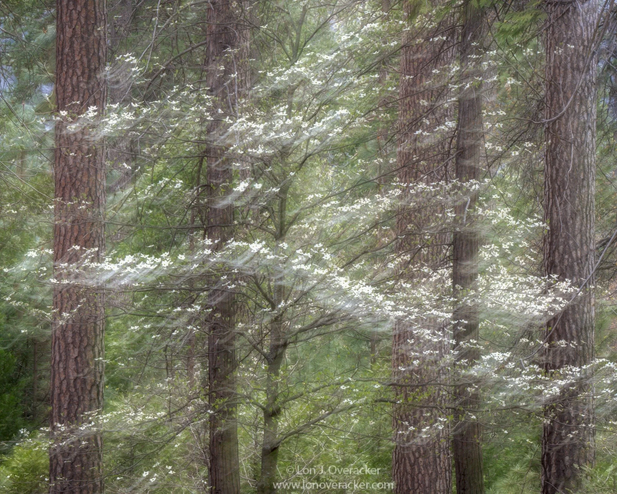 lon_icm_dogwood.jpg