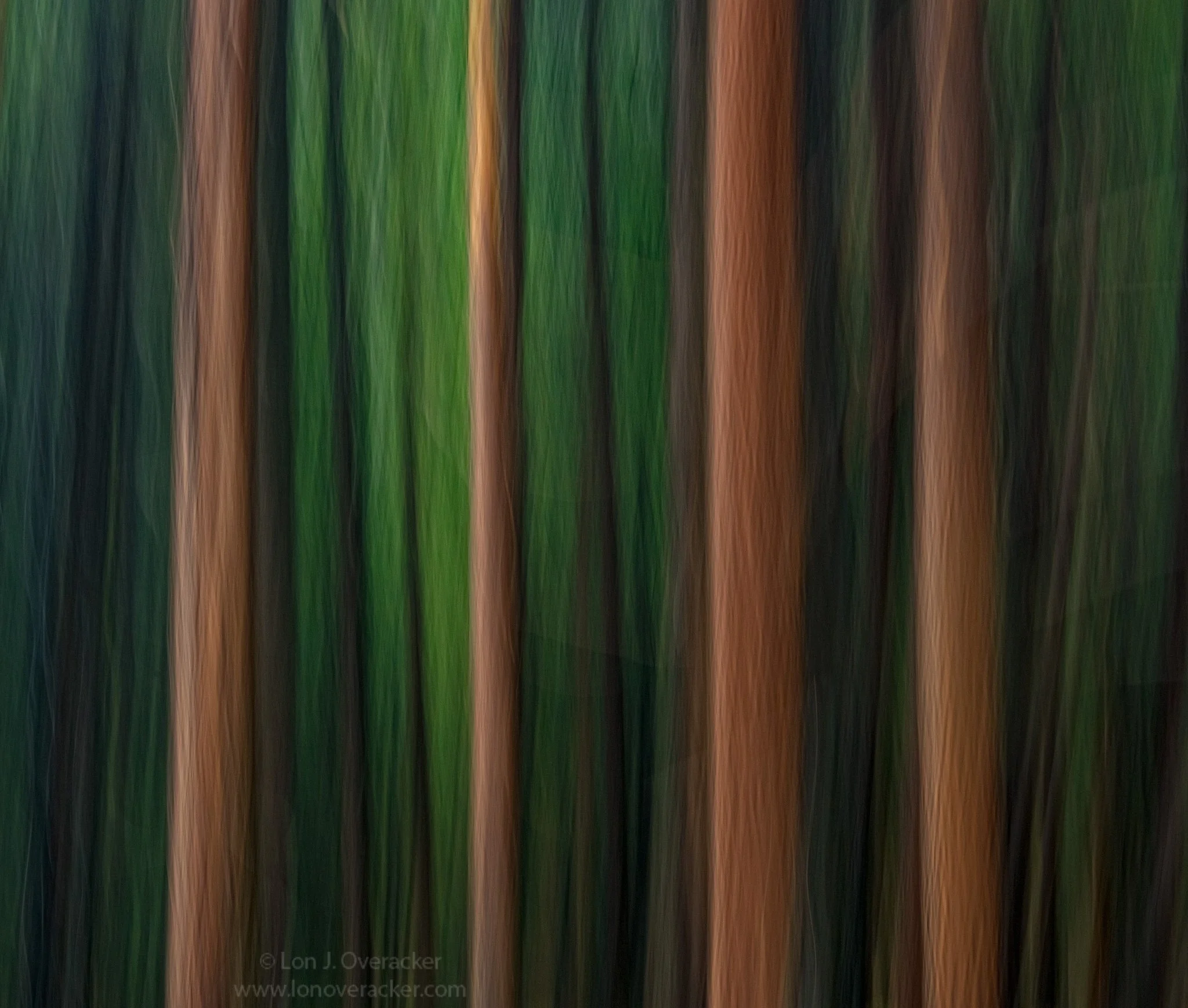 lon_icm_redwood.jpg
