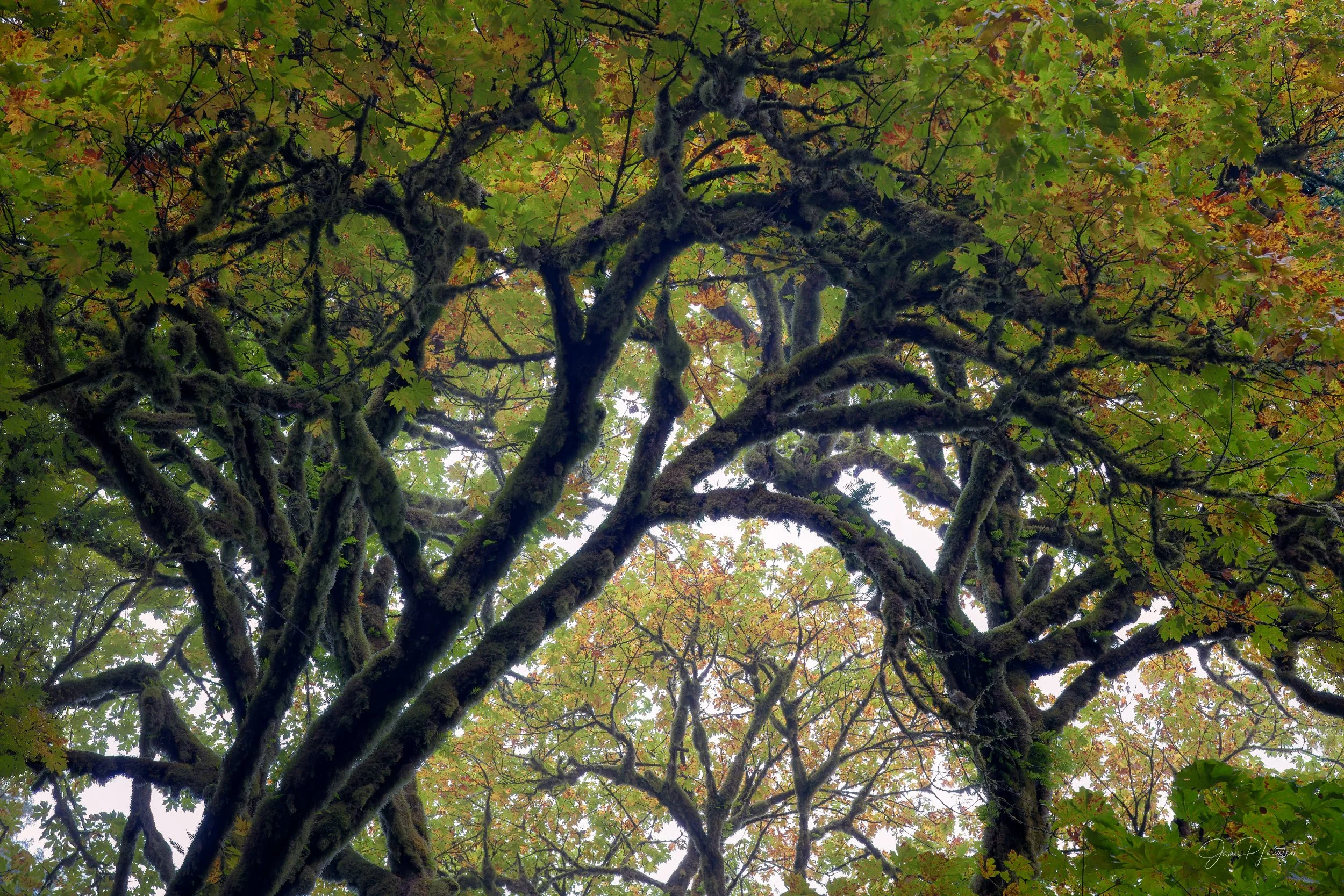 Maple Window_Z8P8813-Edit.jpg