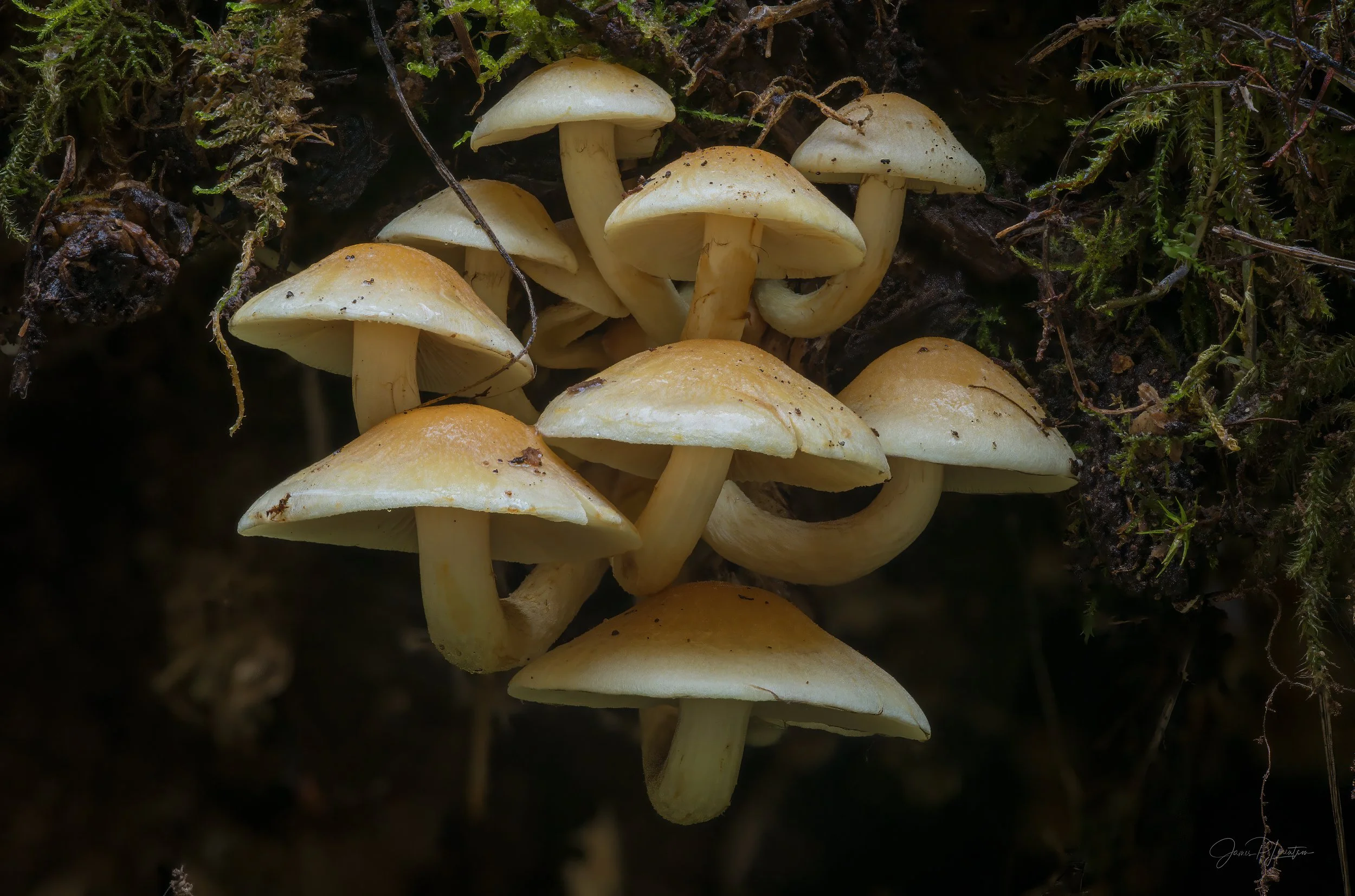 ShroomPod_2026-07-09 20-34-39 (B,R6,S3).jpg
