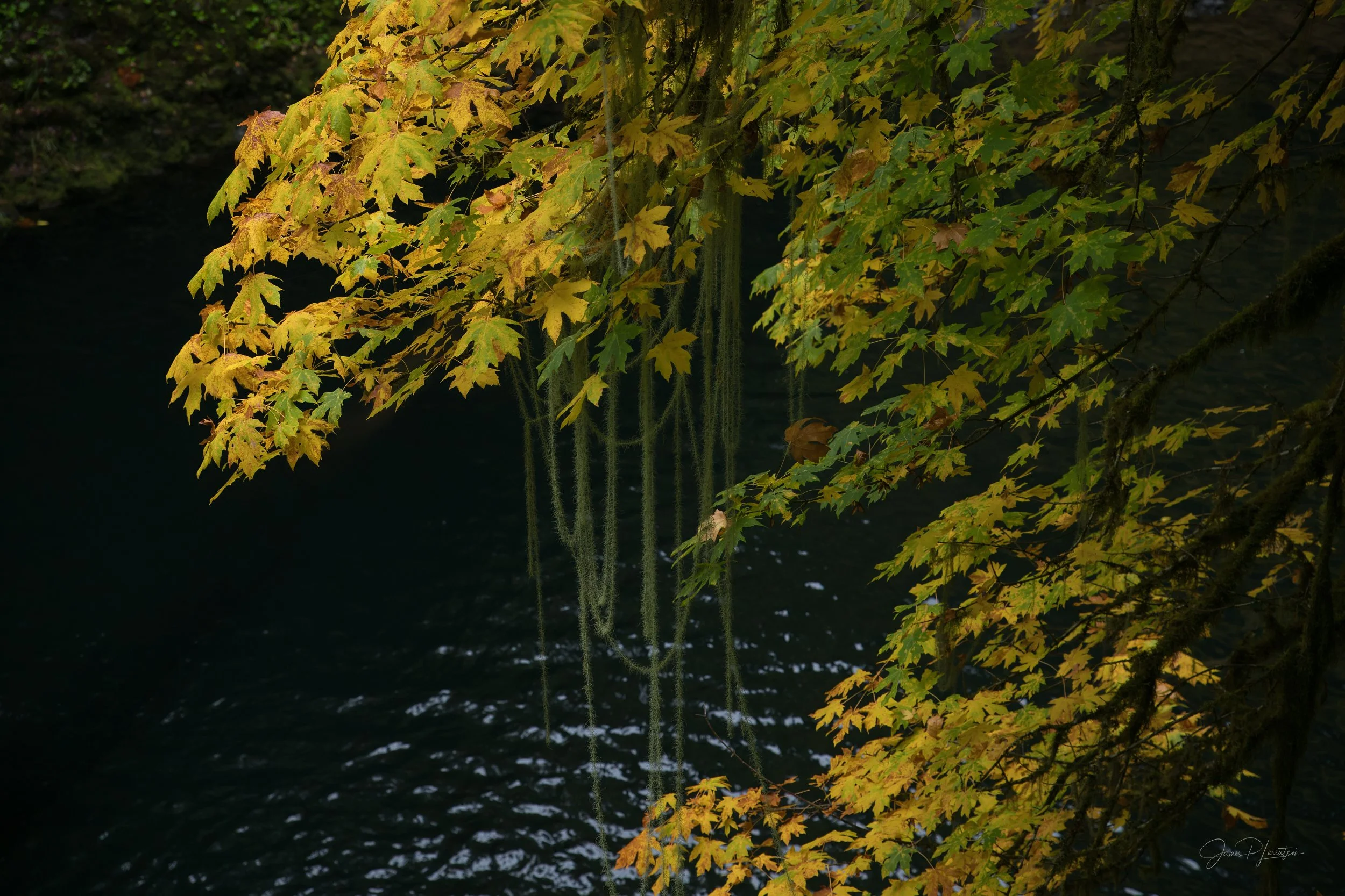 _Z8P9074-Edit.jpg