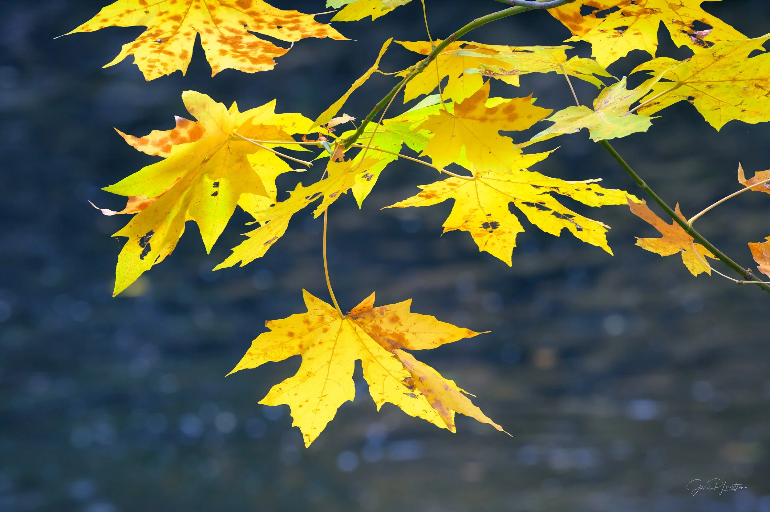 _NZ83250-Edit.jpg