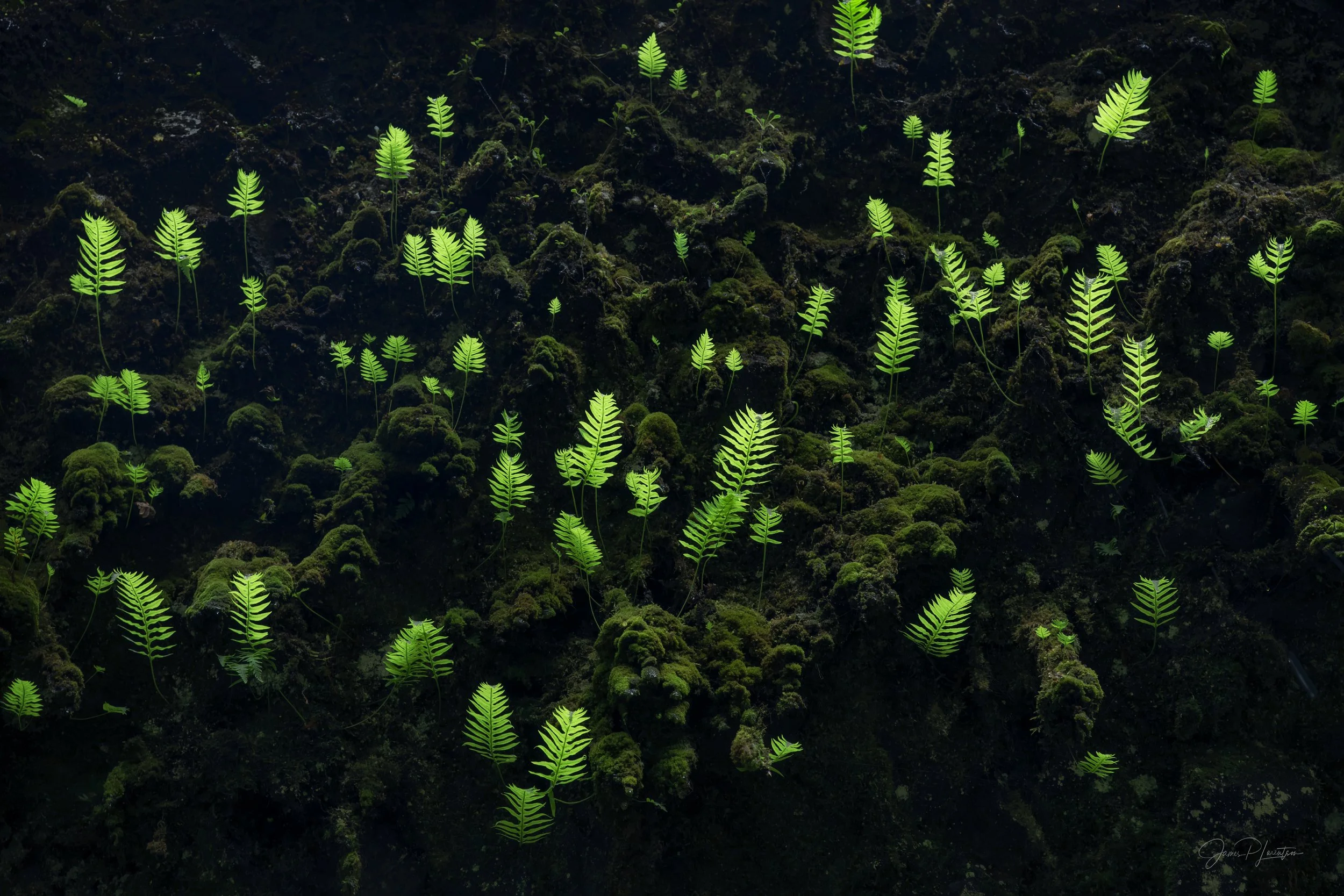 LightningFerns_NZ84786-Edit.jpg