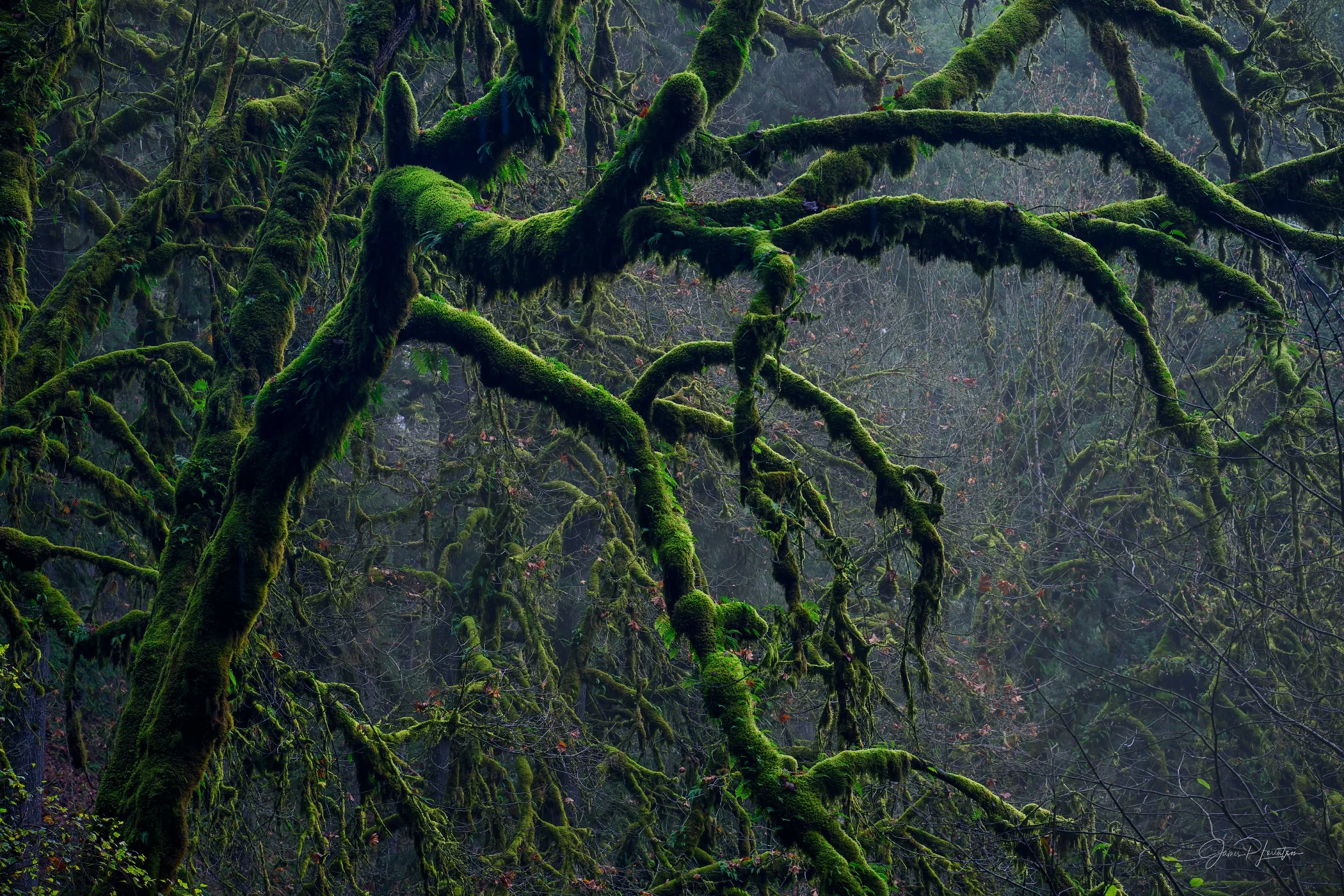 _NZ84753-Edit.jpg