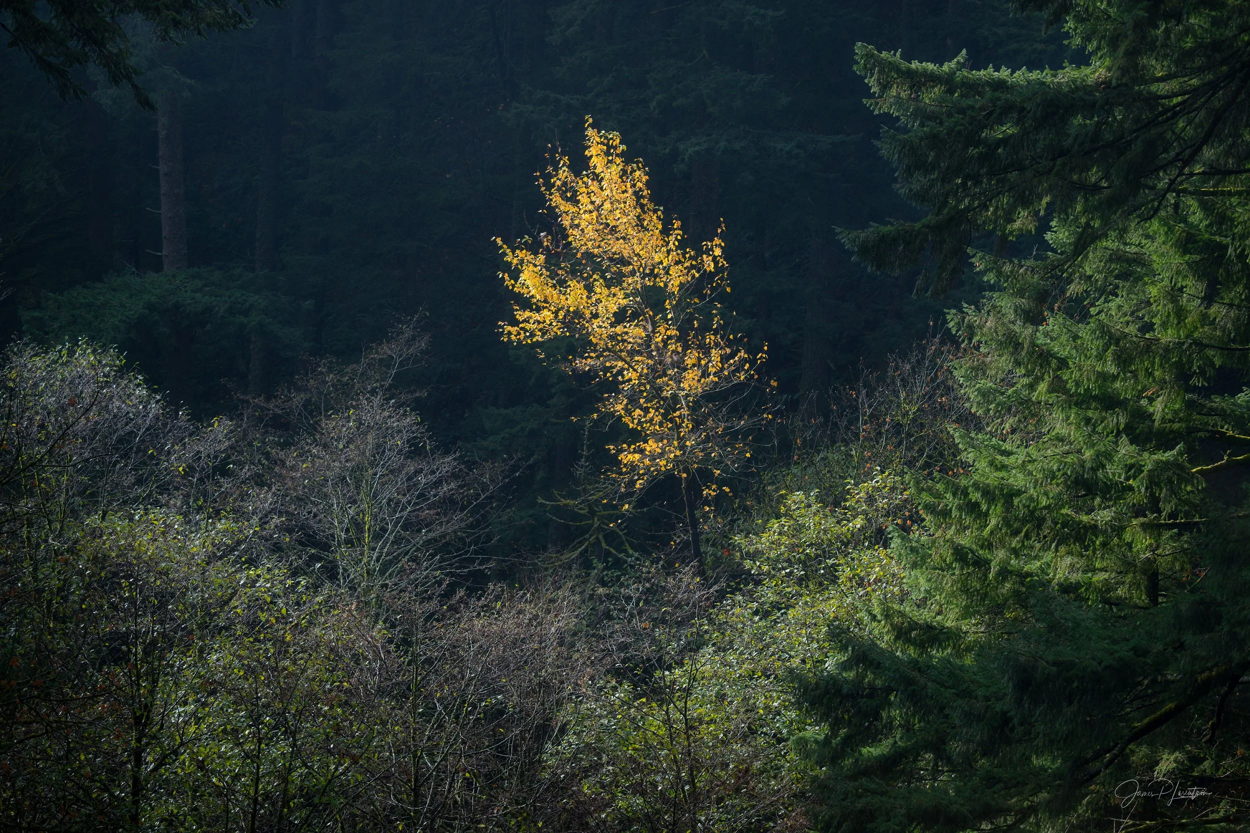 _Z8P9747-Edit.jpg