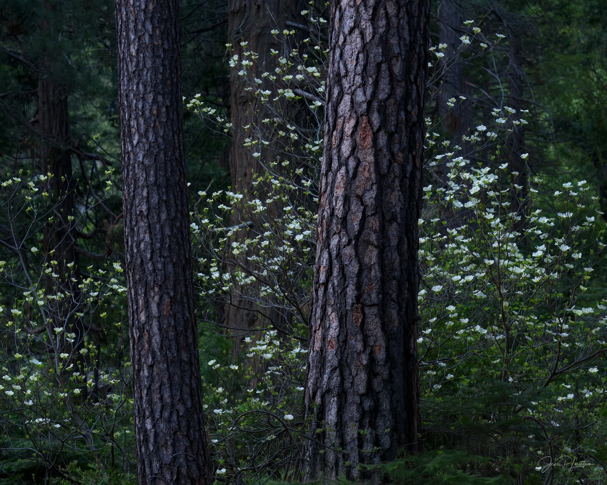 JamesL_Z8P2013-Edit_SpringDogwoods4.jpg