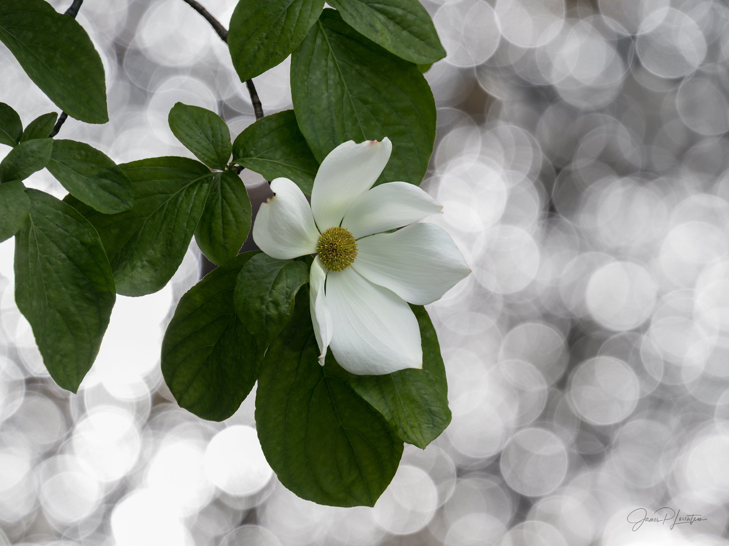 Spring Dogwood 2