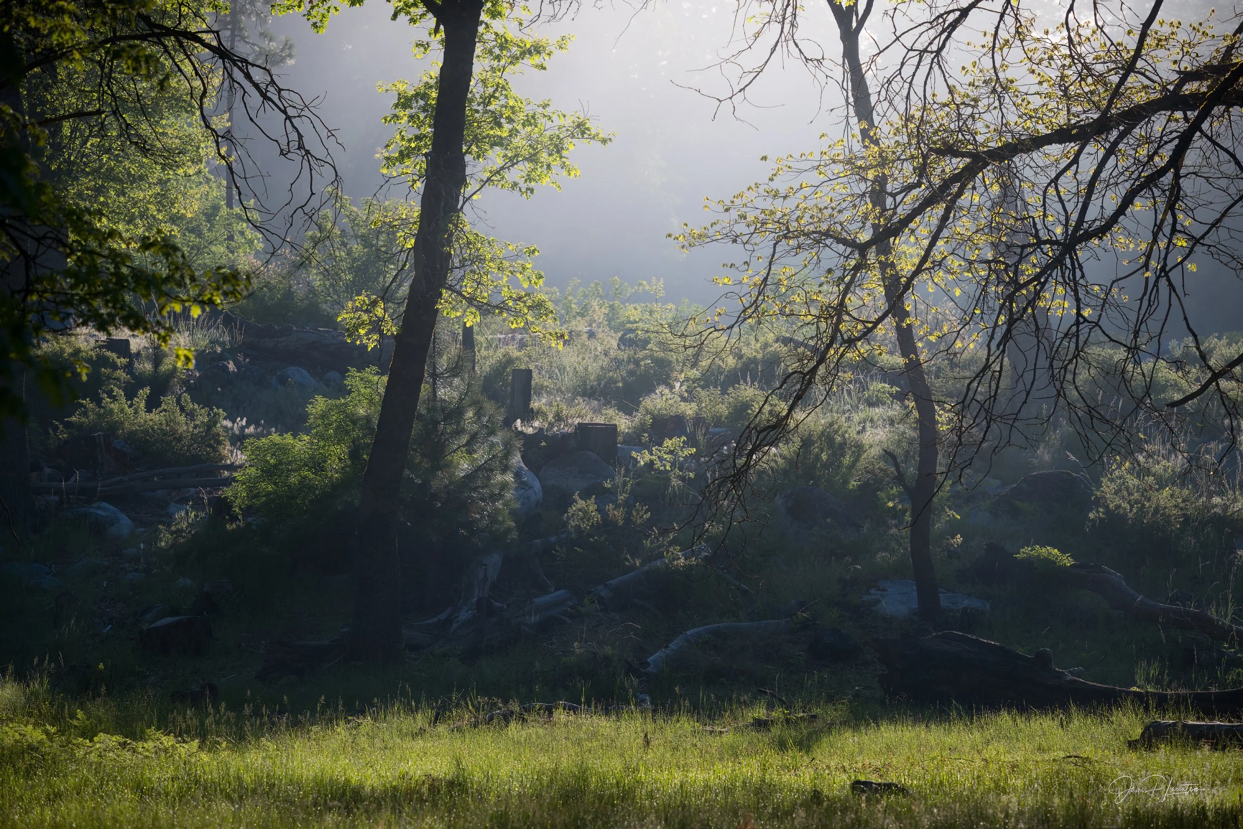 JamesL_Z8P4204-Edit_ThatLight.jpg