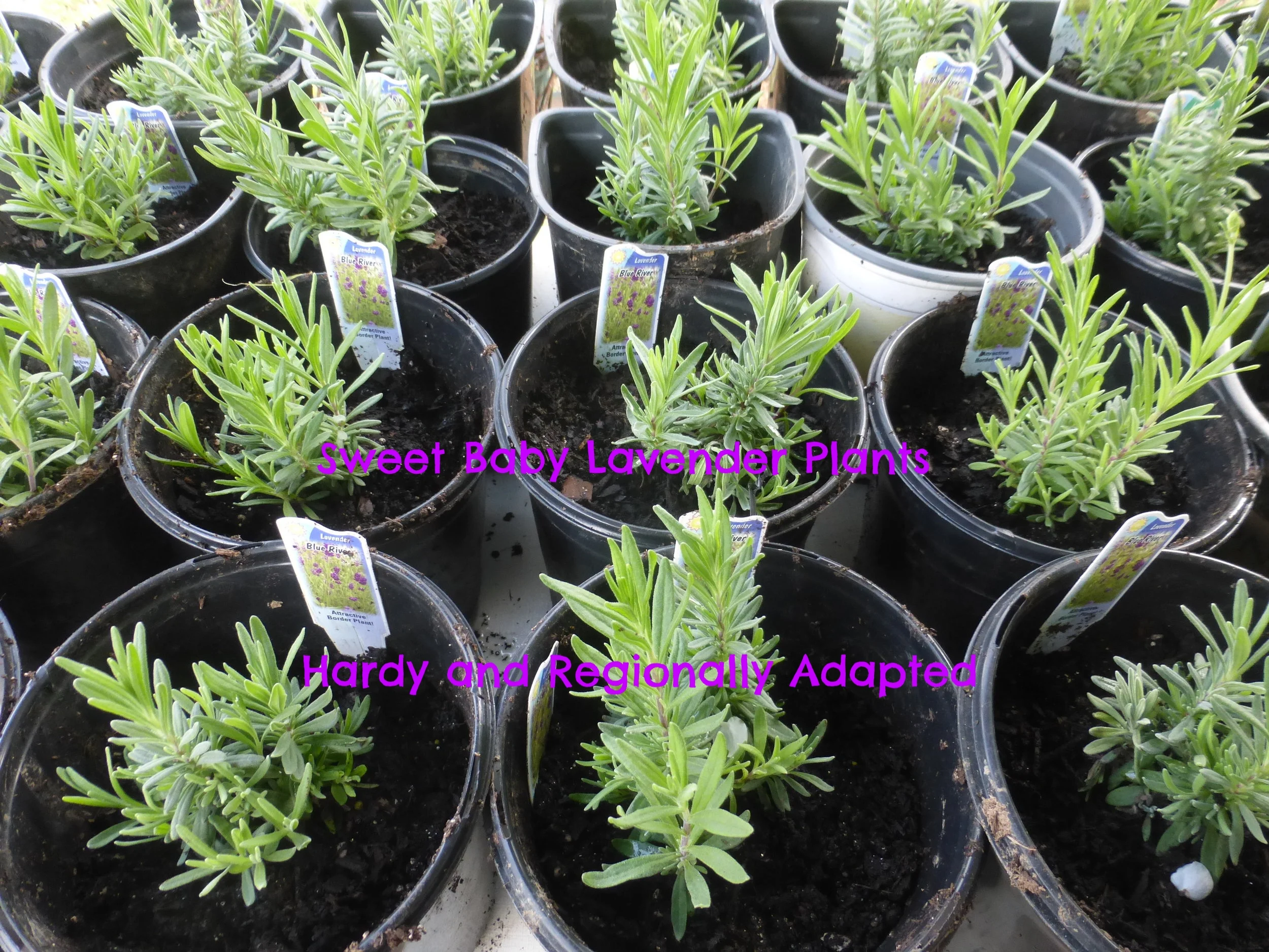 Spring is upon us - and so are the Baby Lavender Plants!
