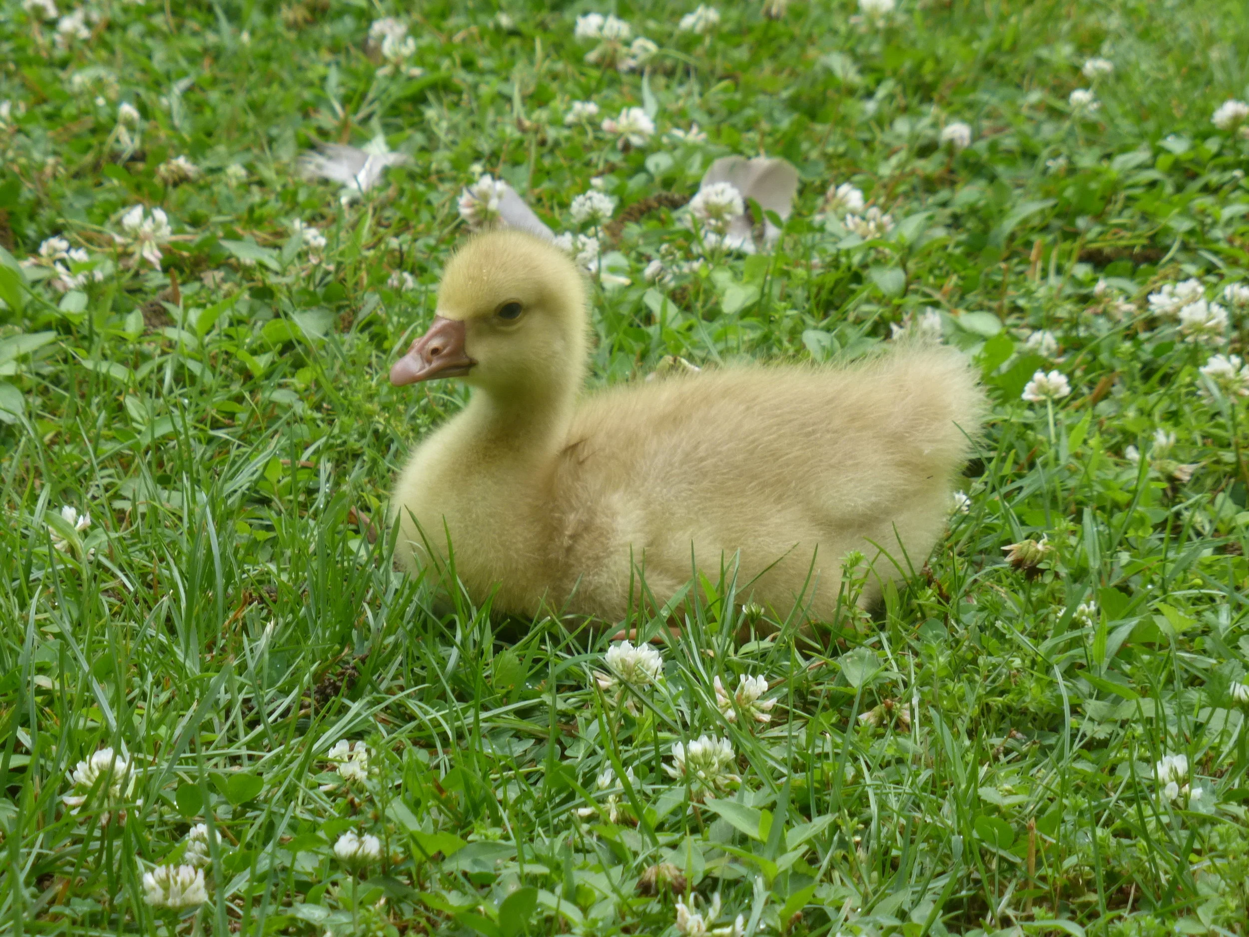 Little Gosling