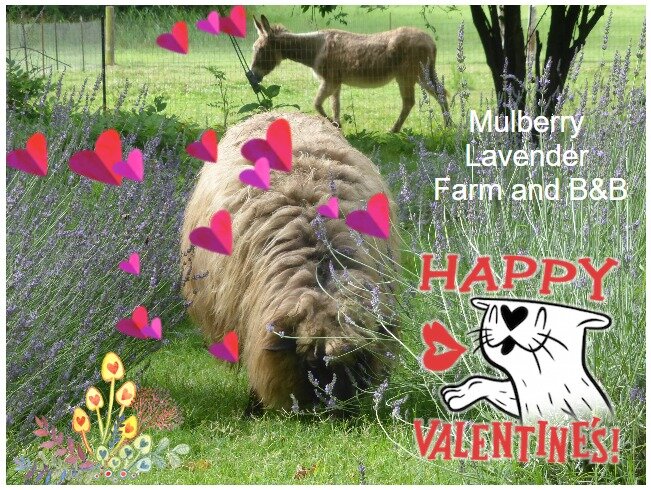 Happy Valentine's Day! ❣️🌹🏡
#mulberrylavenderfarm #valentine #getawaytrip #tnmagicmoments #picktn #LFTN #WAPF #farmgetaway🚜 #tennesseelife #lavenderlove #loveherwithlavender