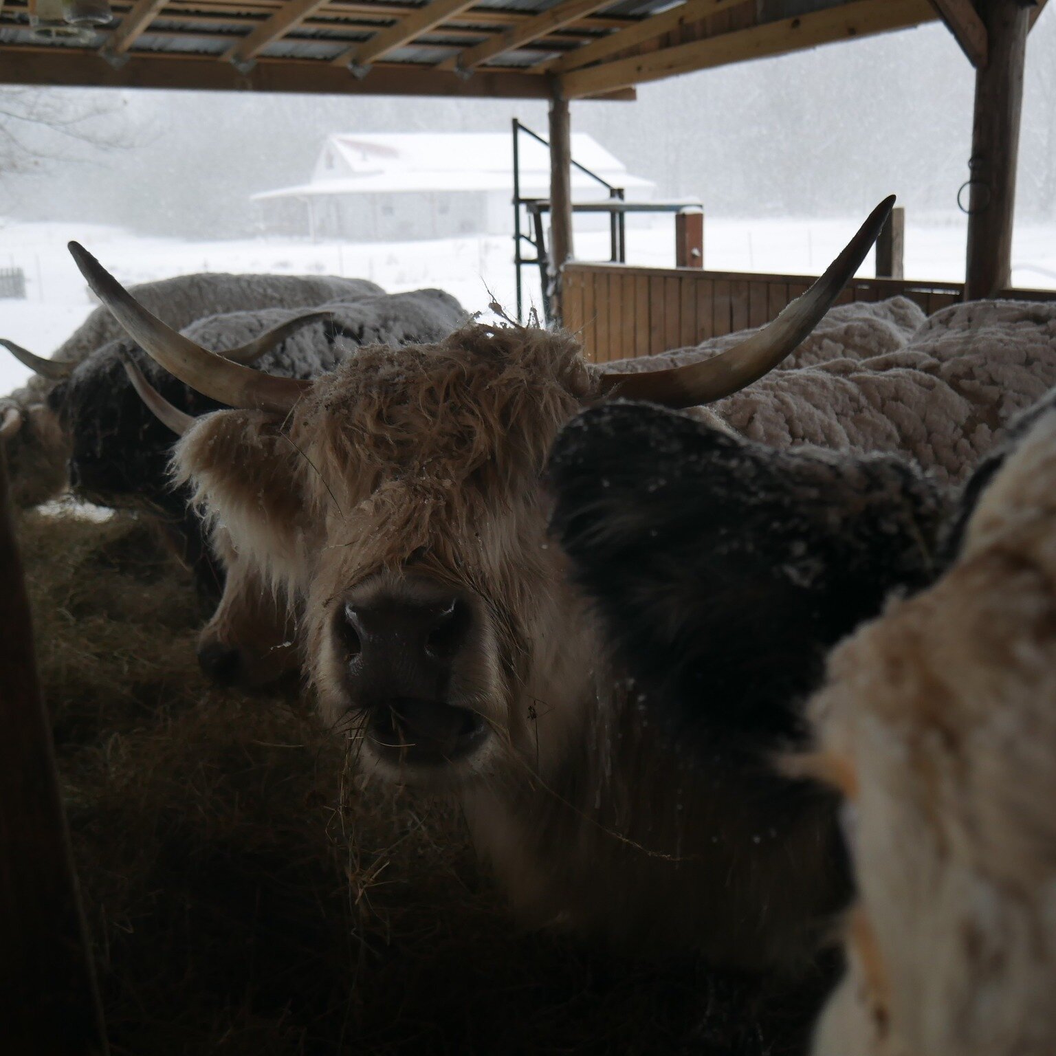 And then it turned Cold and White!🥶☃️

#farmanimalsinwinter #mulberrylavenderfarm #homesteadinglife #goodhay #tnmagicmoments #scottishhighlanders❤️❤️