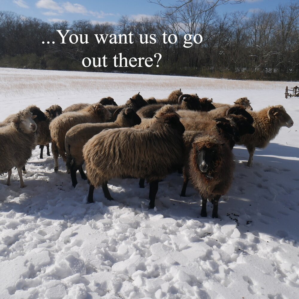 The sheep decided they rather stay inside😄🐑🐑🐑☃
#navajochurros #sheepofinstagram🐑 #mulberrylavenderfarm #tnmagicmoments