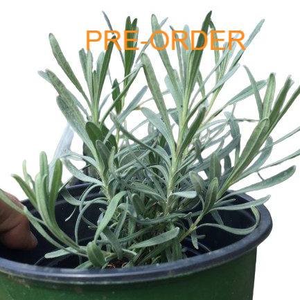 Pre-Order your Baby Lavender Plant TODAY for PICK-UP  at the FARM or the FRANKLIN FARMERS MARKET @franklinfarmersmkt 

https://checkout.square.site/merchant/00B84PZWTFRZS/checkout/HQUUHDIWIVRAXHQZS7SYYSNM