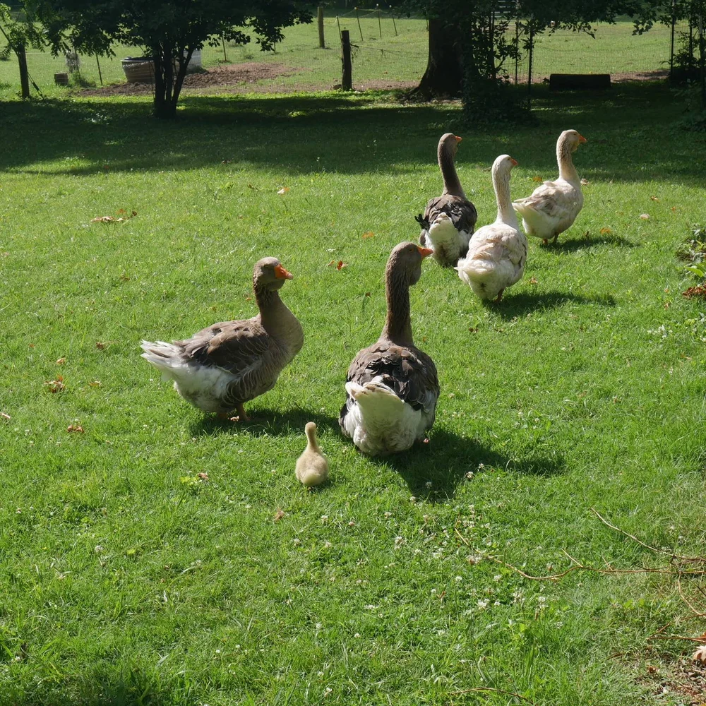 Little Gosling discovering the BIG BIG WORLD🥰🐥🪿🪻
#farmanimals #mulberryavenderfarm #summeronthefarm #farmstay #meettheanimals #newlife #airbnb #bedandbreakfast #organicfarming #lifeisgood❤️ #exitandbuild #wapf #lftn #endangeredanimals #livewell #