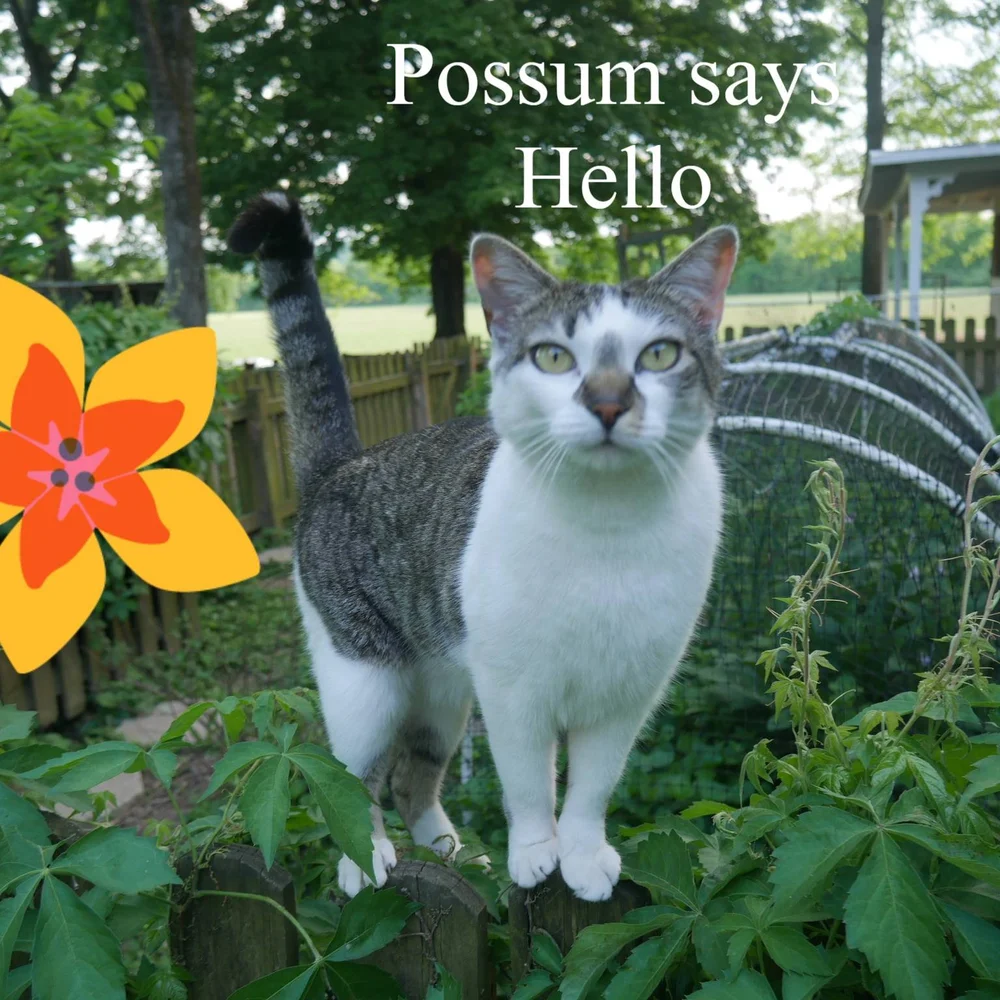 Possum says HELLO
#farmcat #mulberrylavenderfarm #BNB #airbnb #farmstay #tnvacation #experiencetn #wellness #lftn #lavenderfarm