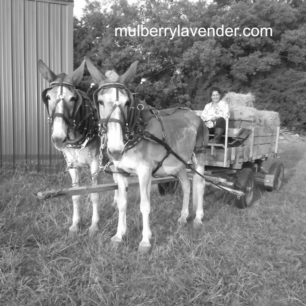 Our mules June and Pearl. Fetching some hay from the haybarn.
#mulberrylavenderfarm #horsedrawn #SFJ #horsedrawnwagon #mulesofmulberrylavenderfarm #June #Pearl #nonoise