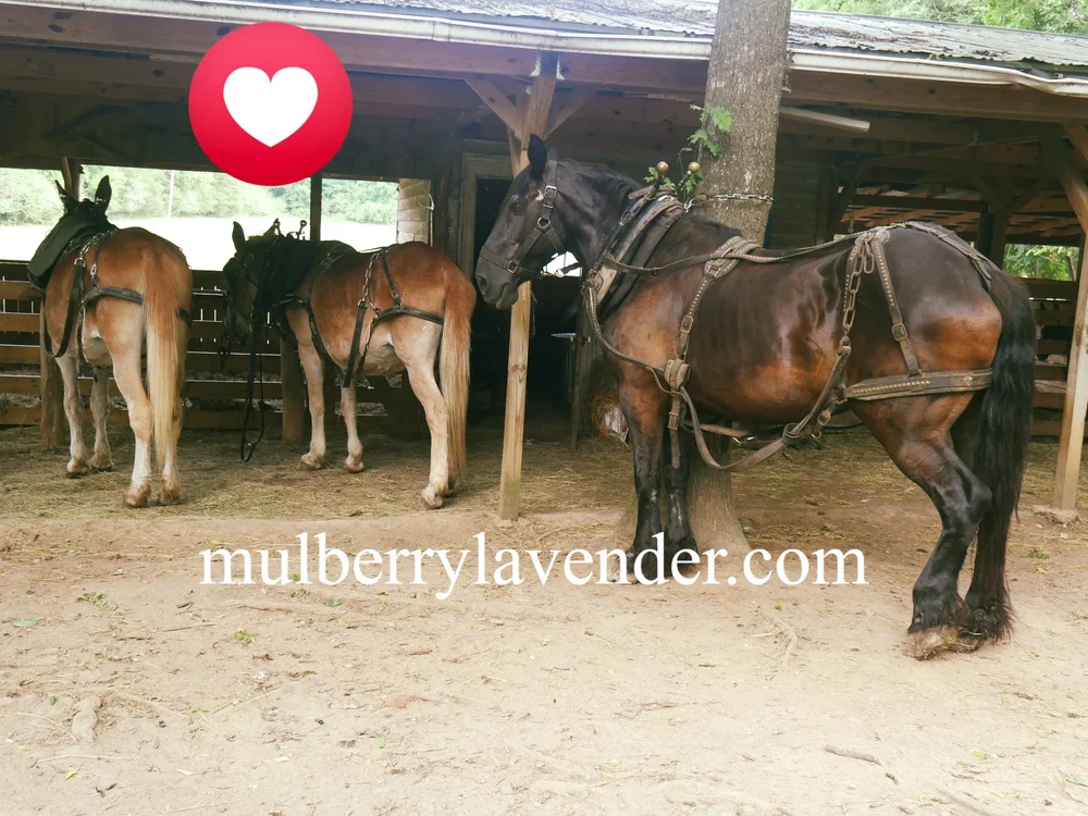 The girls getting ready for some action. 

 #cottage  #farmvacation #BNB #CabinRetreat #animaltherapy #funanimals  #farmstay  #bedandbreakfast #visittennessee #secrethideaway #stayonthefarm #jackdanielsquire #mulberrylavenderfarm #LynchburgTn #lincol