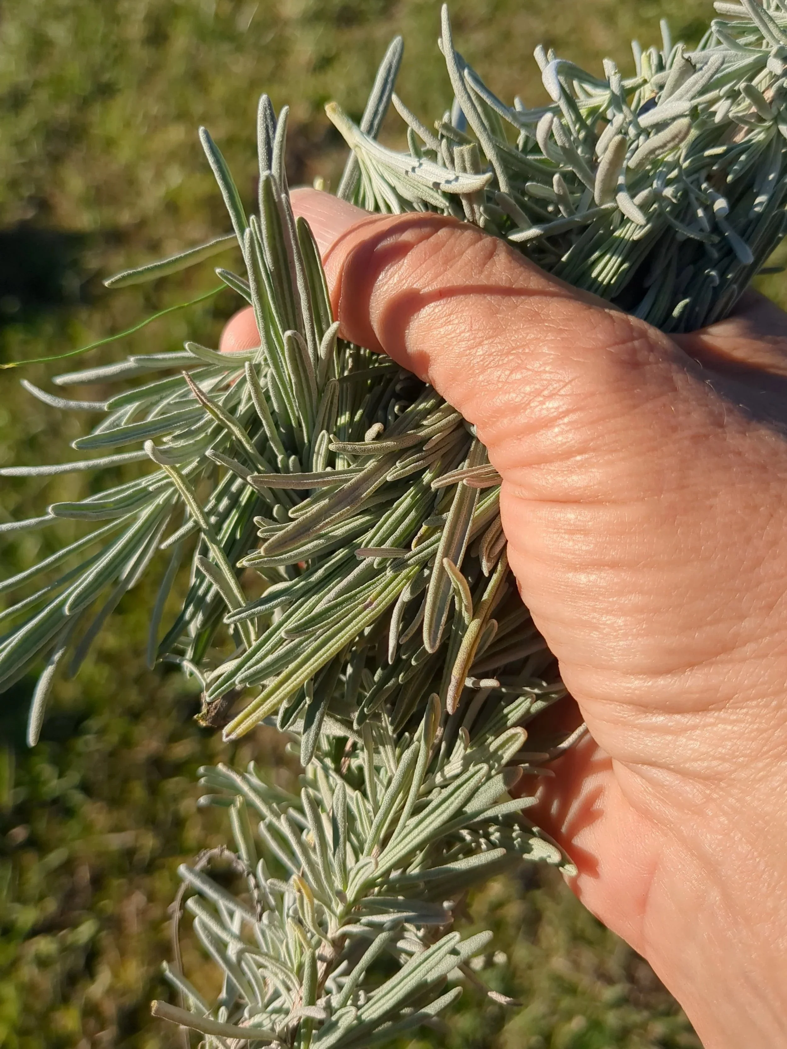Time to prune your lavender