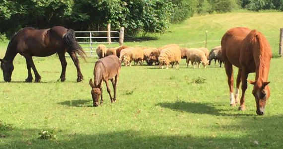 horsesandsheepMulberryLavenderFarm.png