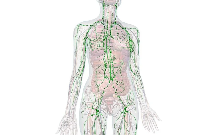 lymphatic-system_1024_900x.jpeg
