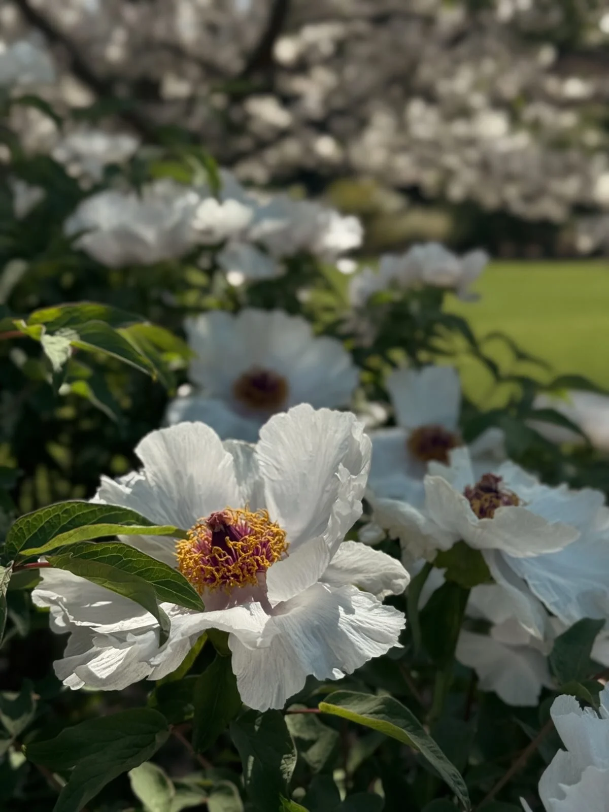 It&rsquo;s a metaphor. 

(Or just a pretty picture of tree peonies&mdash;take your pick!)