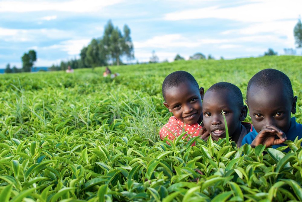 Kids in tea field.jpg