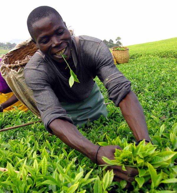 Meet Bernard. A great tea picker. A handful of leaves when processed makes 3 - 4 cups of tea..jpg