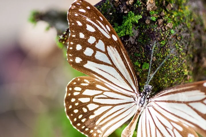 NicoleSpahn_Defined_MixedMediaSculpture_11x24x10 _400_detail2.jpg