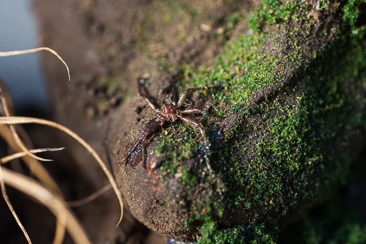 NicoleSpahn_Defined_MixedMediaSculpture_11x24x10 _400_detail1.jpg