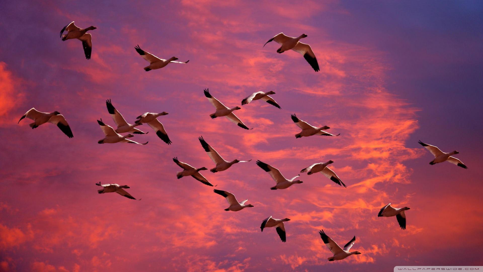 migrating-snow-geese-in-red-sky.jpg