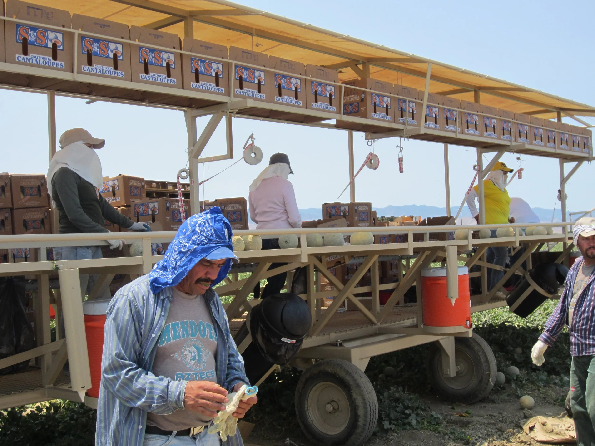 Fig 1. The cantaloupe field-packing machine with two Igloo jugs for water and cup-dispensers, accessible only to the pickers. Photo by author.
