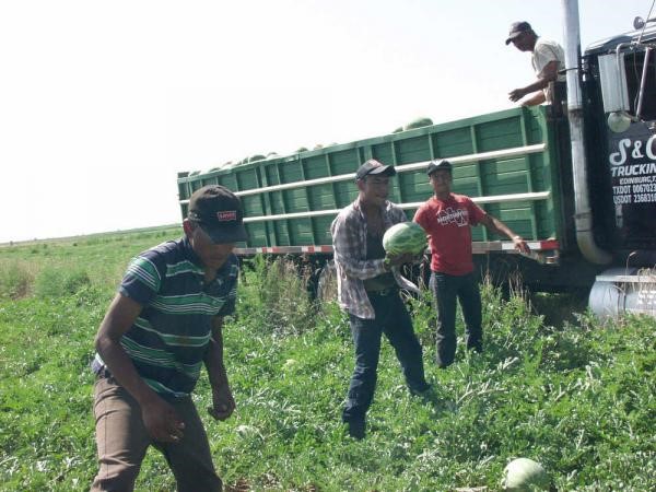 Fig 2. A line of jumbo watermelon harvesters. Photo taken from Internet. 