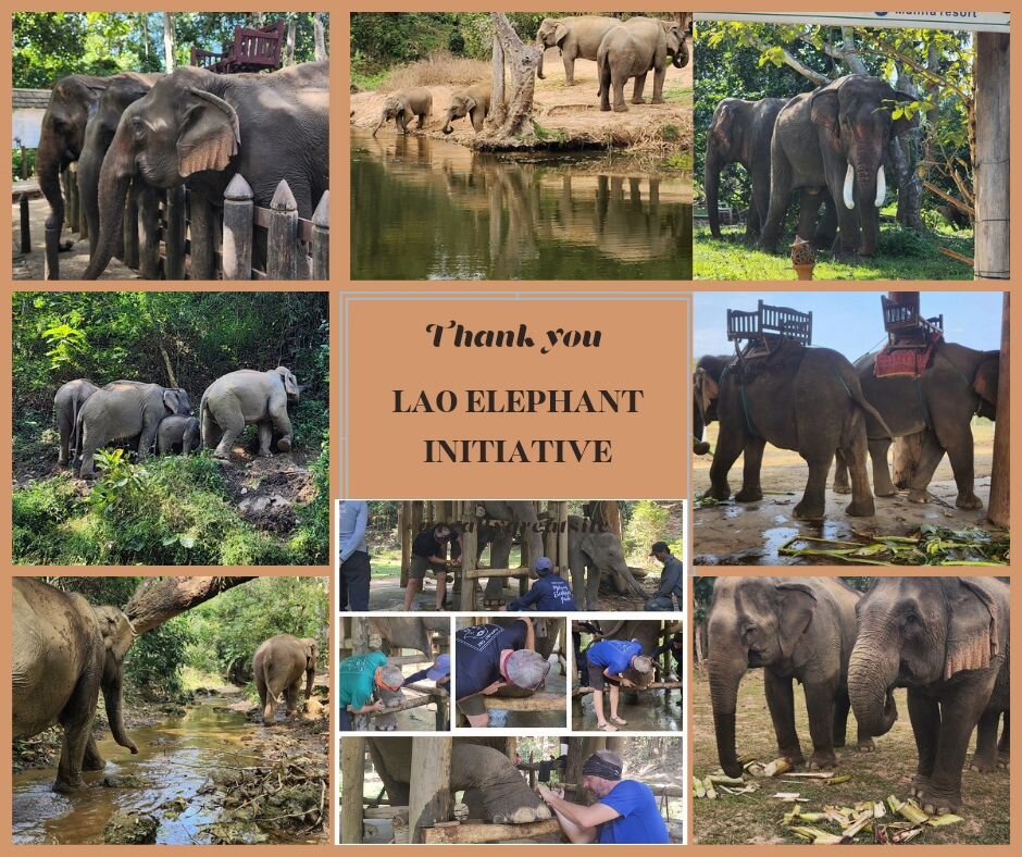 As our time in Laos comes to an end, I'd like to say thanks to LEI @laoelephantinitiative for sponsoring our trip. We visited 7 places and offered to help anyway we could.  We were able to trim 8 elephants feet and had many conversations about elepha