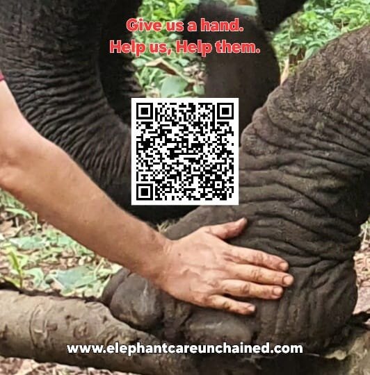 Without you, none of our work would be possible. Consider a donation or monthly pledge. 

www.elephantcareunchained.com/donate
