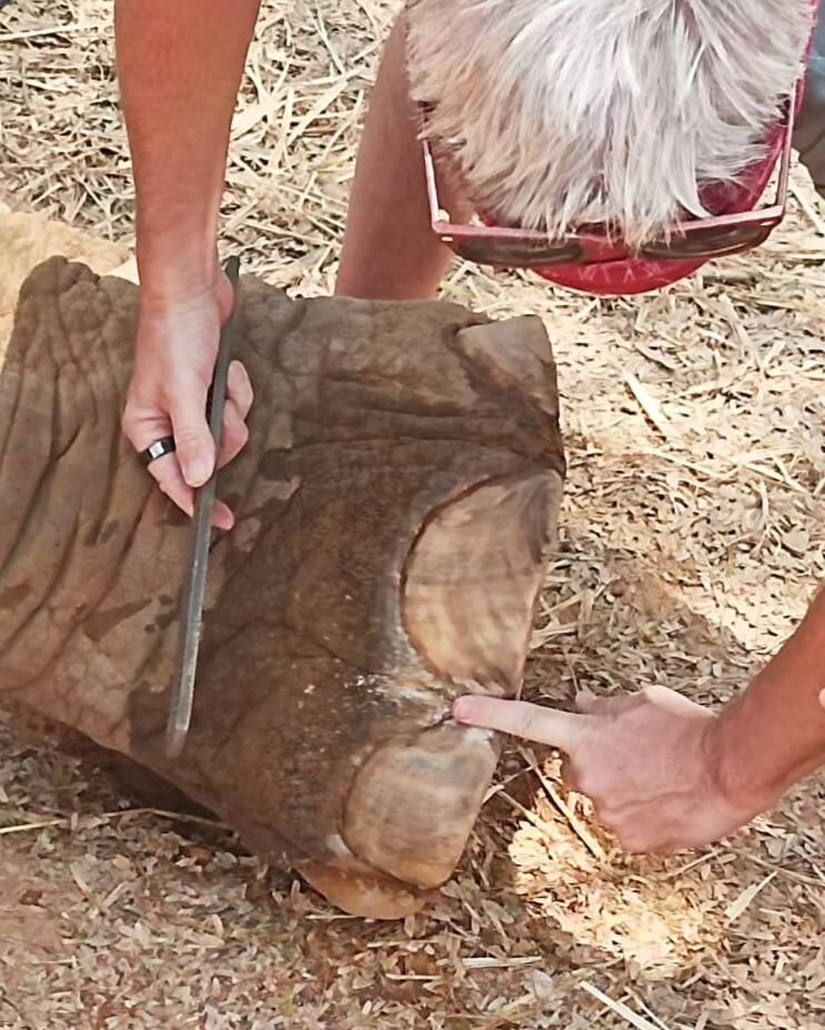When trimming elephant feet, it's always important to make sure you have proper space between the nails.  Particularly between nails 2,3,4. 

#elephants #elephant #charity #nonprofit #donate #whateverittakes #India #Thailand #Vietnam #Cambodia #Indon