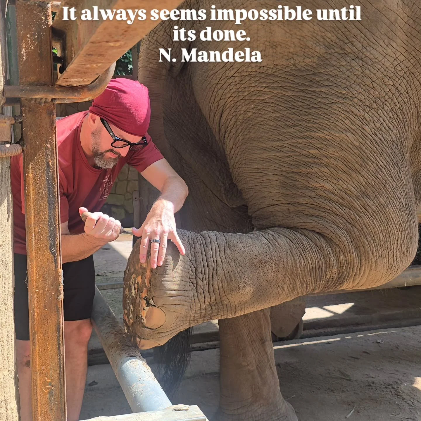 &quot;She's dangerous. She's aggressive. She's untrainable. She's been misunderstood.&quot; Ny's history is no secret. But at @elephantcareunchained, we're dedicated to giving elephants like Ny a chance to live life on their own terms. 

It's been a 
