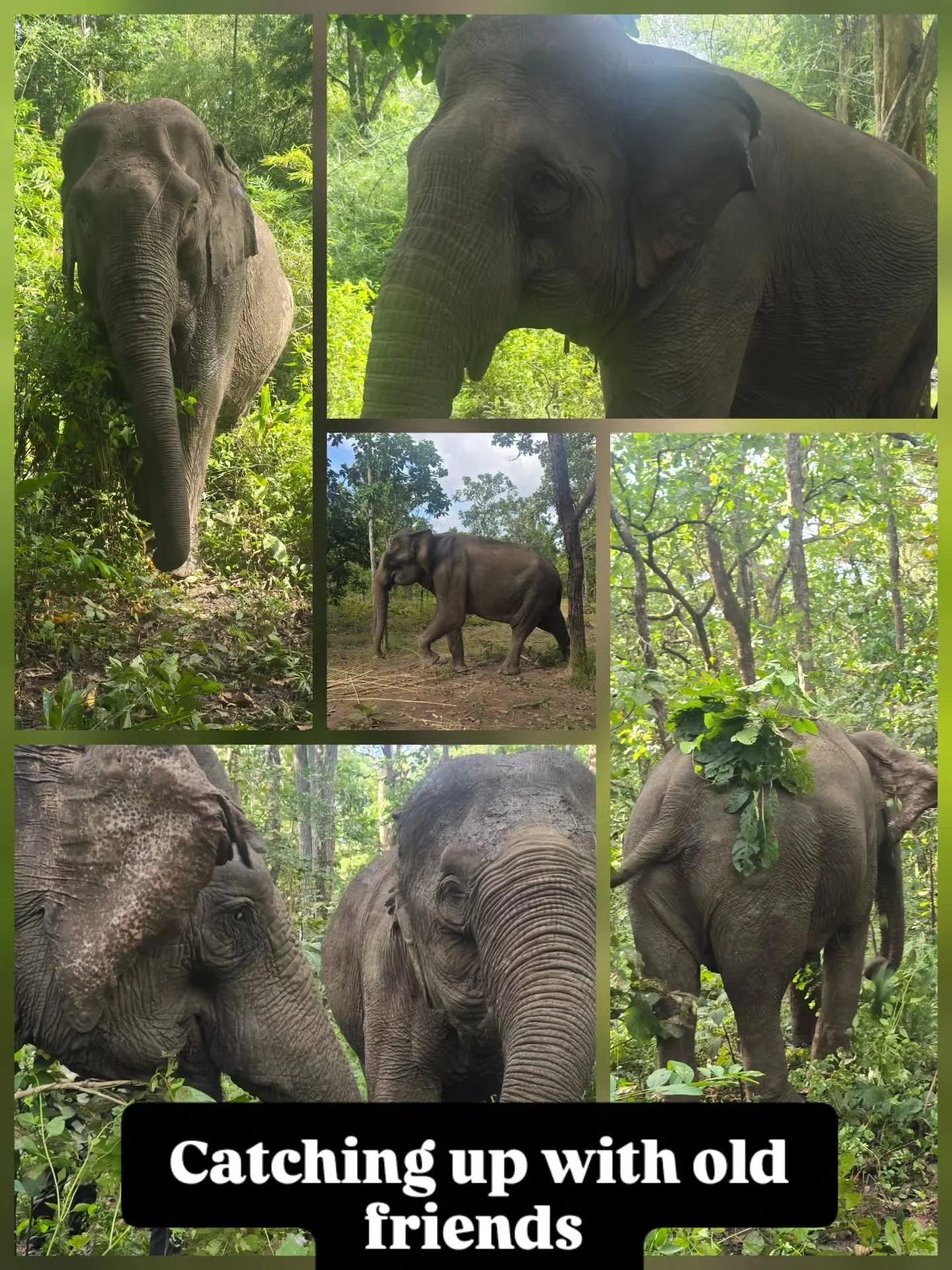 Just catching up with old friends here @yokdon.nationalpark.vietnam and @animalsasia.  We have a busy 2 weeks ahead.  Stay tuned....

#elephant #elephants #charity #nonprofit #targettraining #positivereinforcement 
#footcare #whateverittakes #donate 