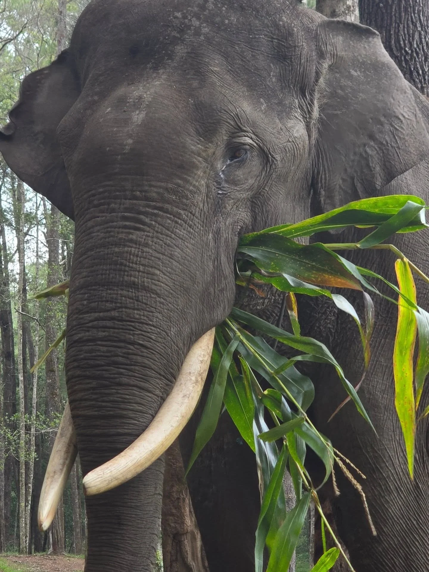 Catching up with my boy Figo.  He's looking good and enjoying life @aeknaulielephantconservationcamp. We're working on something great here. Stay tuned...

#elephant #elephants #charity #nonprofit #targettraining #positivereinforcement 
#footcare #wh