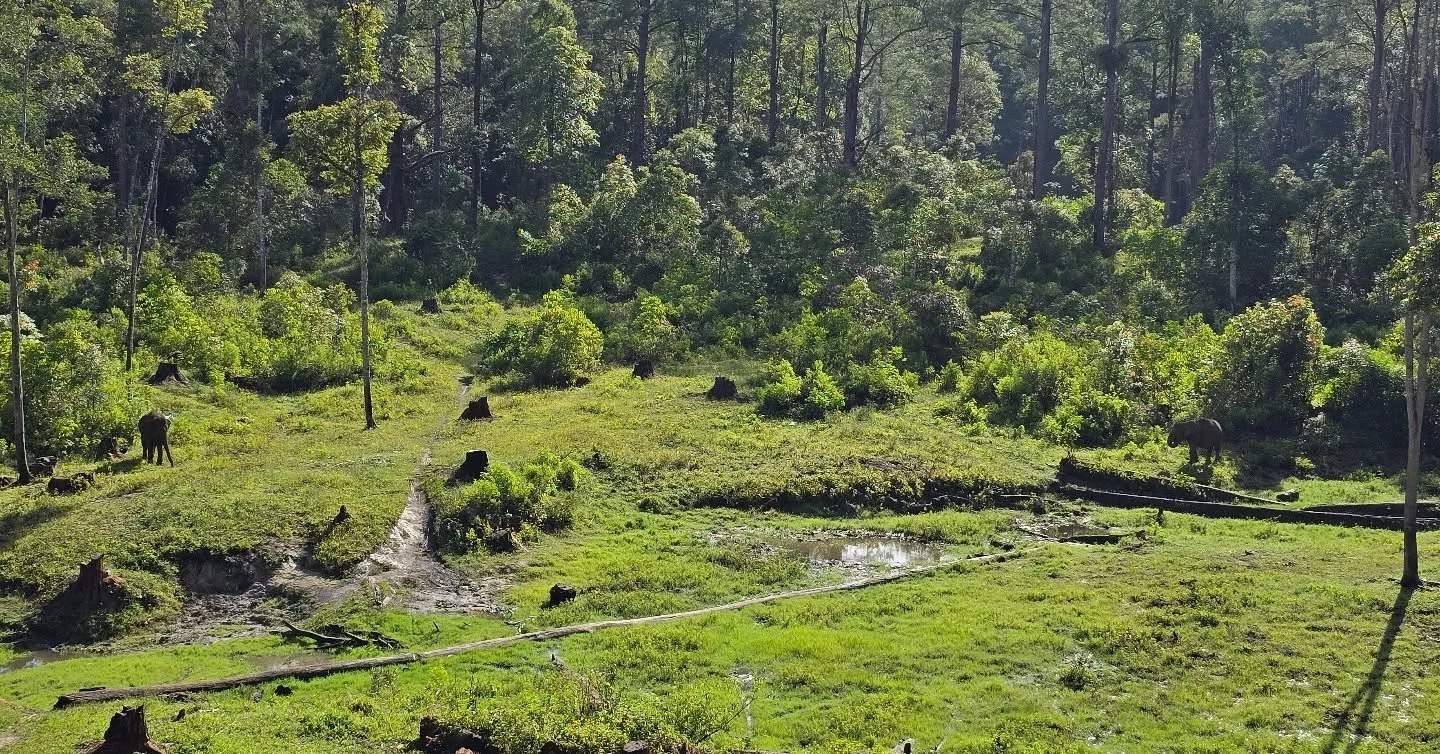 Visualization isn't about false hopes, it's about logically constructing the steps that lead to the outcome you desire. Stay tuned...

#elephant #elephants #charity #nonprofit #targettraining #positivereinforcement 
#footcare #whateverittakes #donate